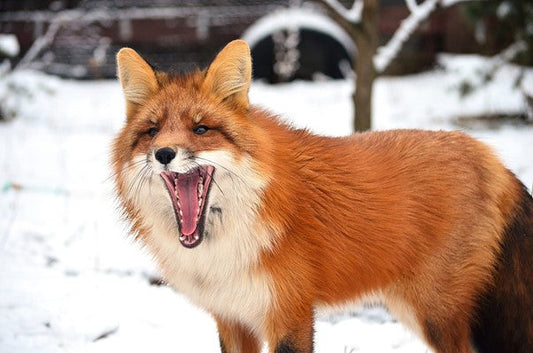 Was macht eigentlich… Ylvis?